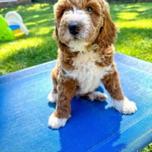 Tucker goldendoodle
