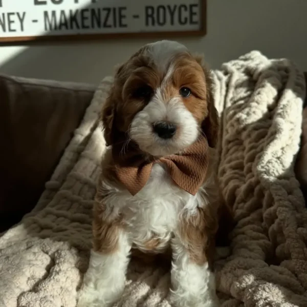 Snickers - Image 4